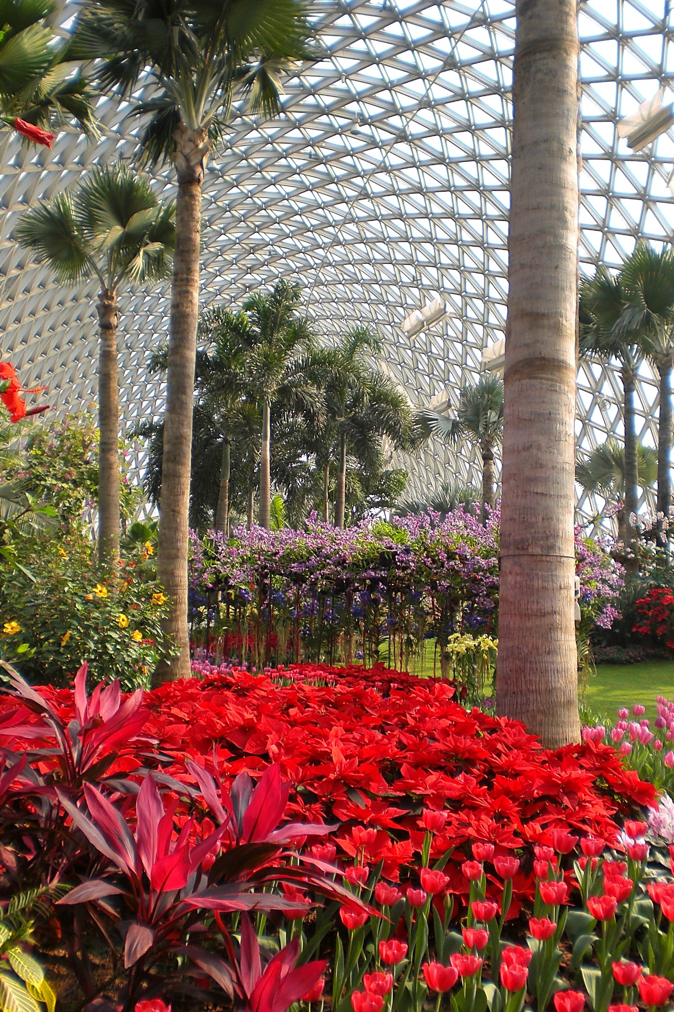 冬季恋歌--上海辰山植物园游记--马蜂窝