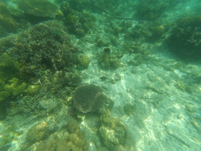 海龟岛游玩攻略 wKgBpVYvMY2AQCnYAAzPLpQ2E4o99.jpeg?imageView2%2F2%2Fw%2F680%2Fq%2F90