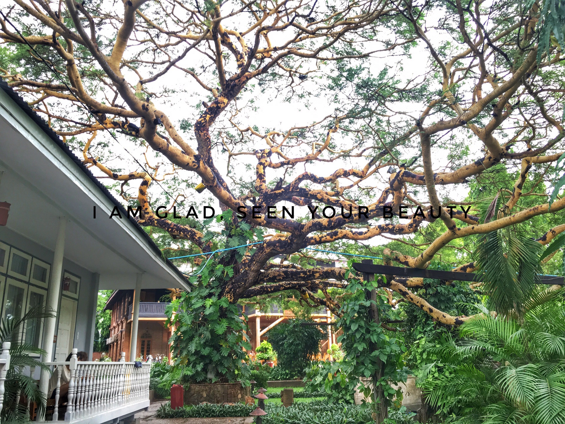 一盆花猜成语_一盆花图片(3)