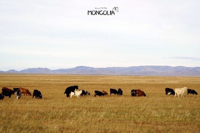 蒙古自助遊攻略