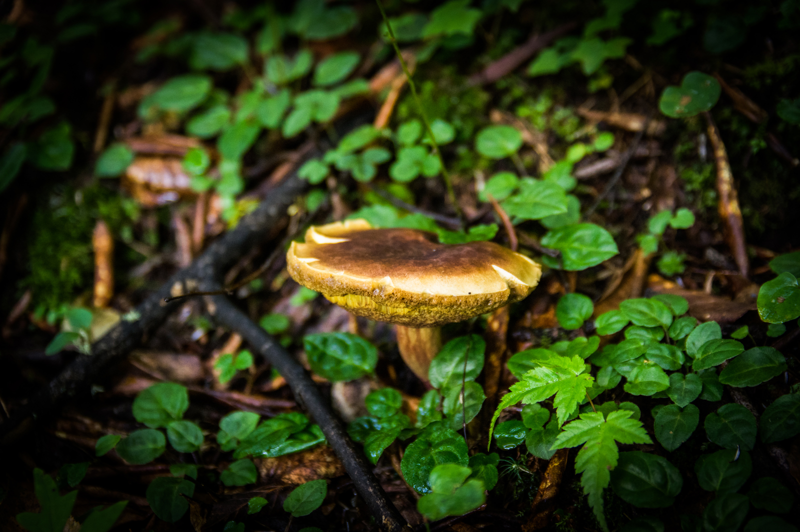 雨崩自助遊攻略