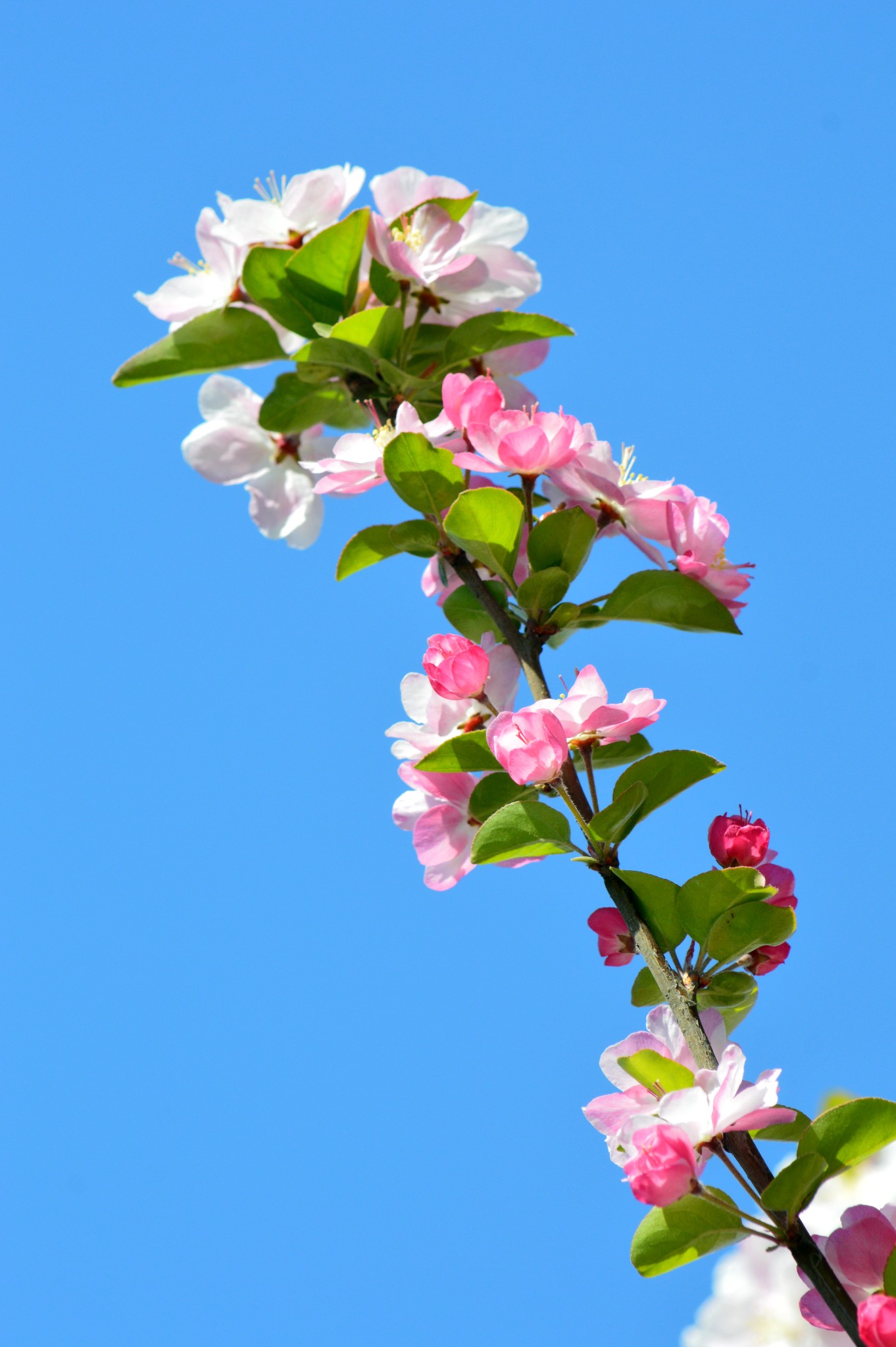 wKgBs1cCWbSAaFnhAAWi_rT-WpE65.jpeg?imageView2%2F2%2Fw%2F600%2Fh%2F600%2Fq%2F90