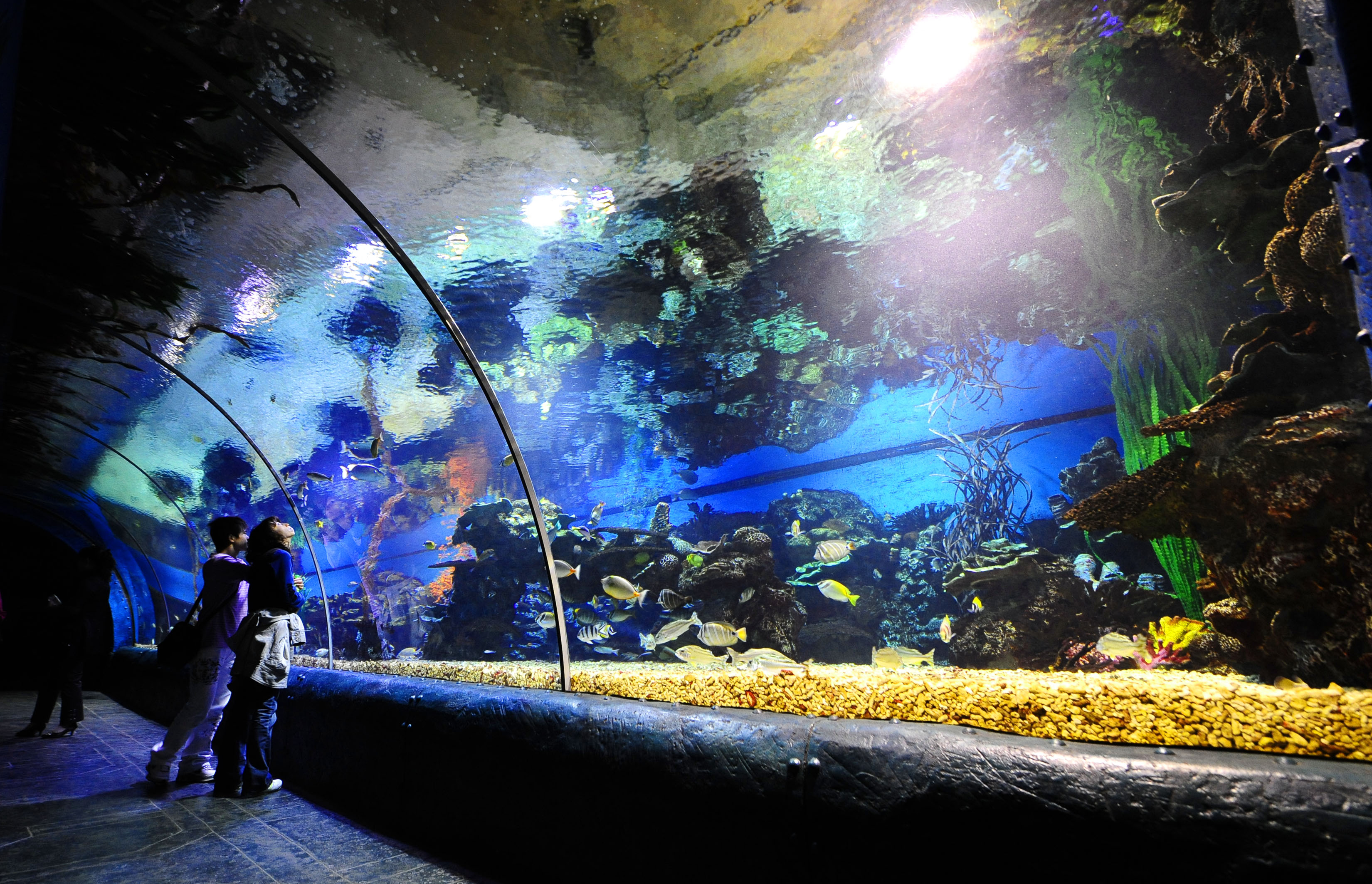 海洋公園是大連的地標性主題公園,以海洋生物為主,彙集了彙集了極地館