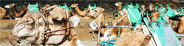28th 兰萨罗特岛火山公园骆驼行和酒庄 28th 兰萨罗特岛火山公园骆驼行和酒庄
