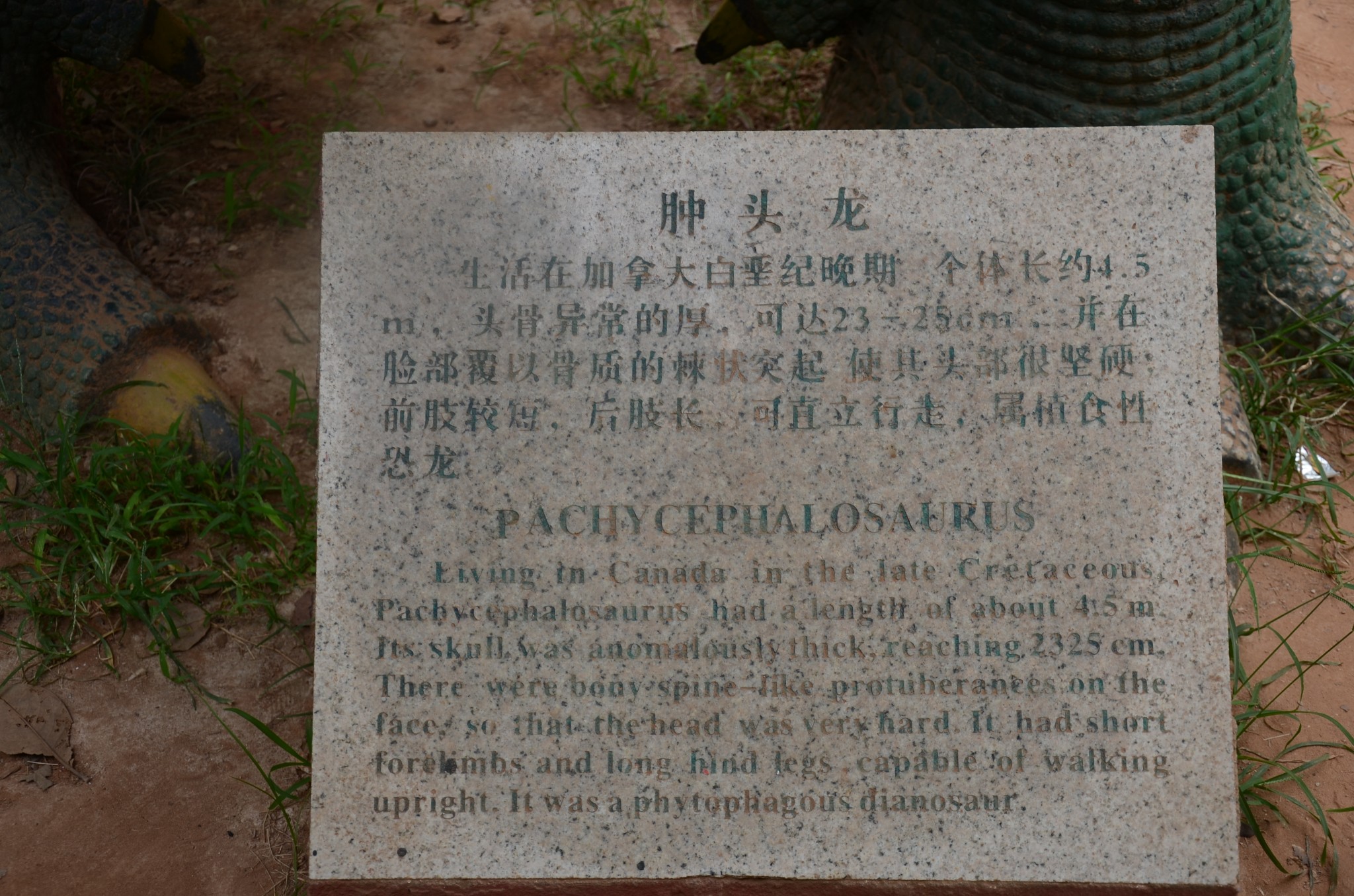 甲龙简谱_甲龙简笔画(2)